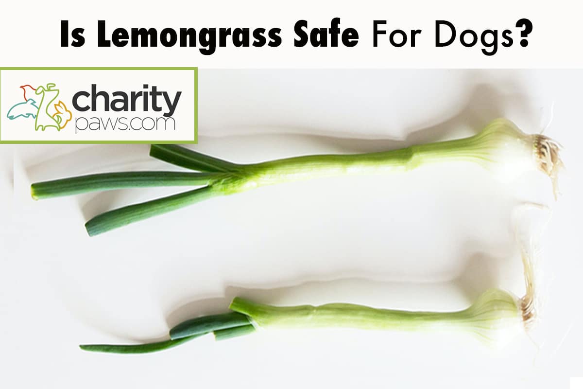 Is Lemongrass Safe For Dogs
