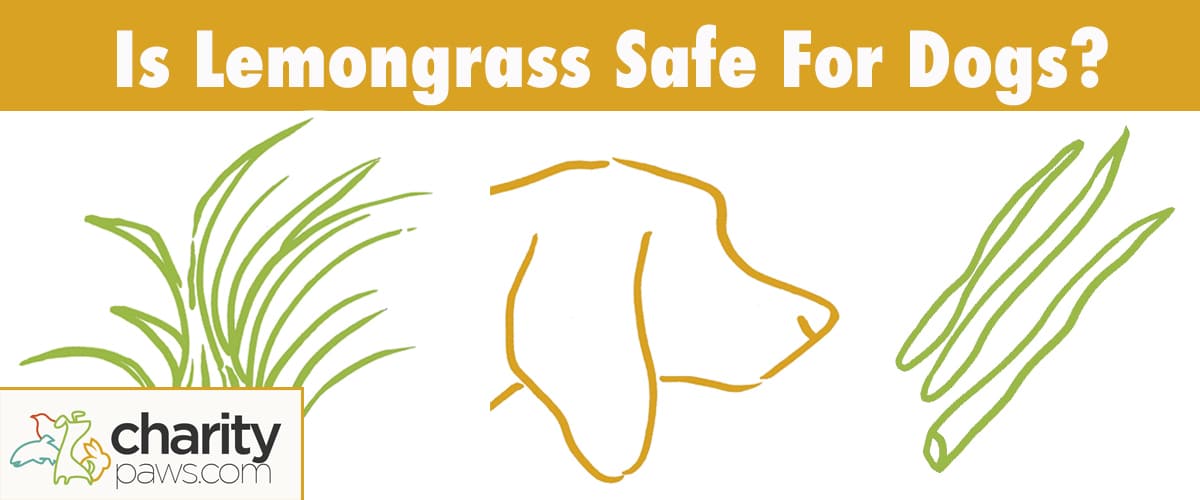 Is Lemongrass Safe For Dogs? How Toxic Is Lemongrass Oil