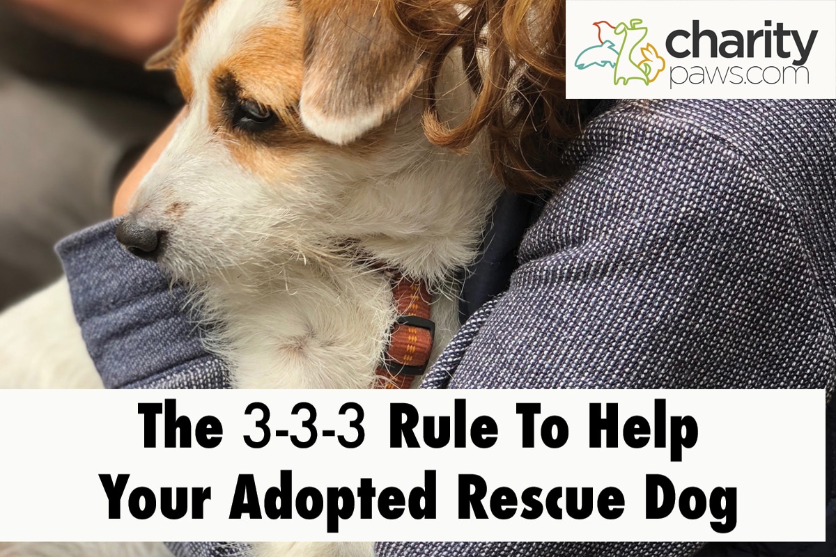 The 3-3-3 Rule To Help Your Adopted Rescue Dog