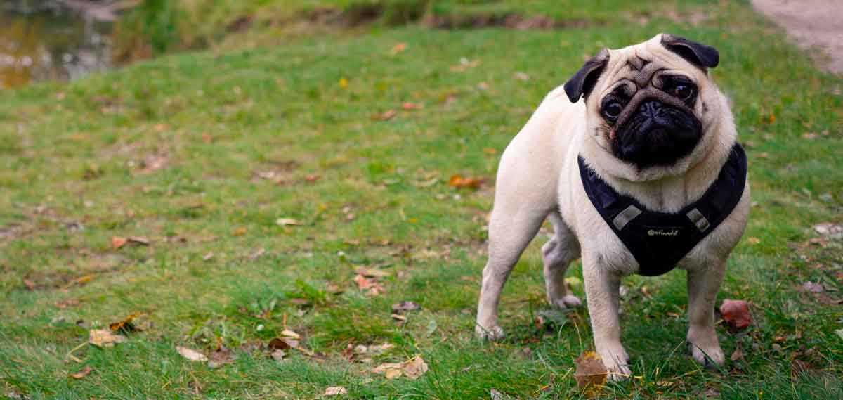 best harness for pugs