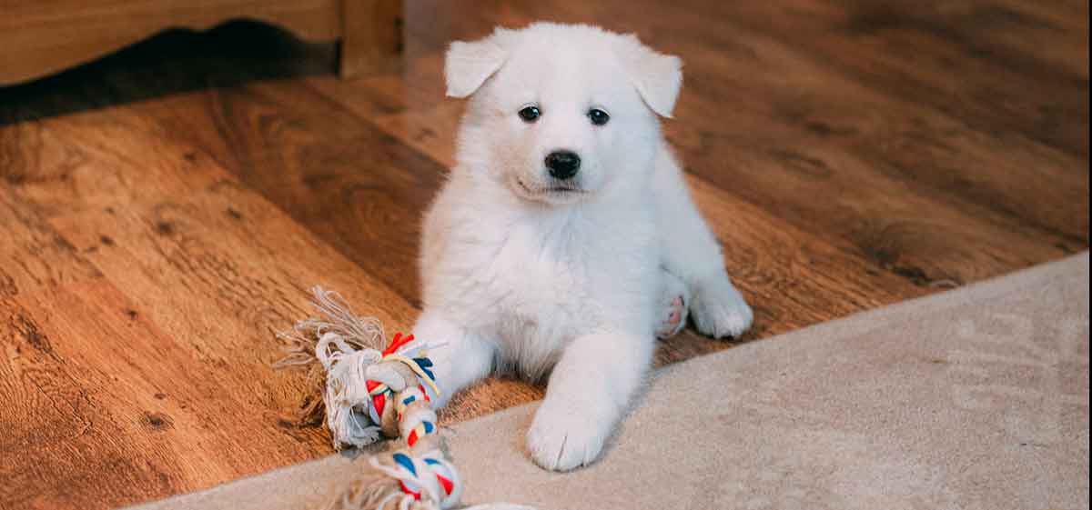 puppy chewing on a rope toy