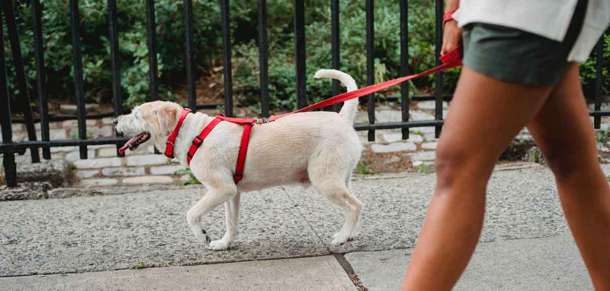 leash training a dog