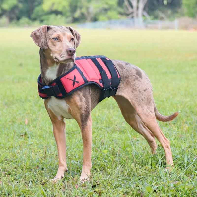 xdog weighted vest