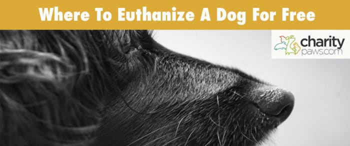 where to euthanize a dog for free