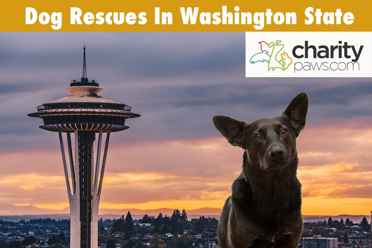 Best Dog Rescues In Washington State