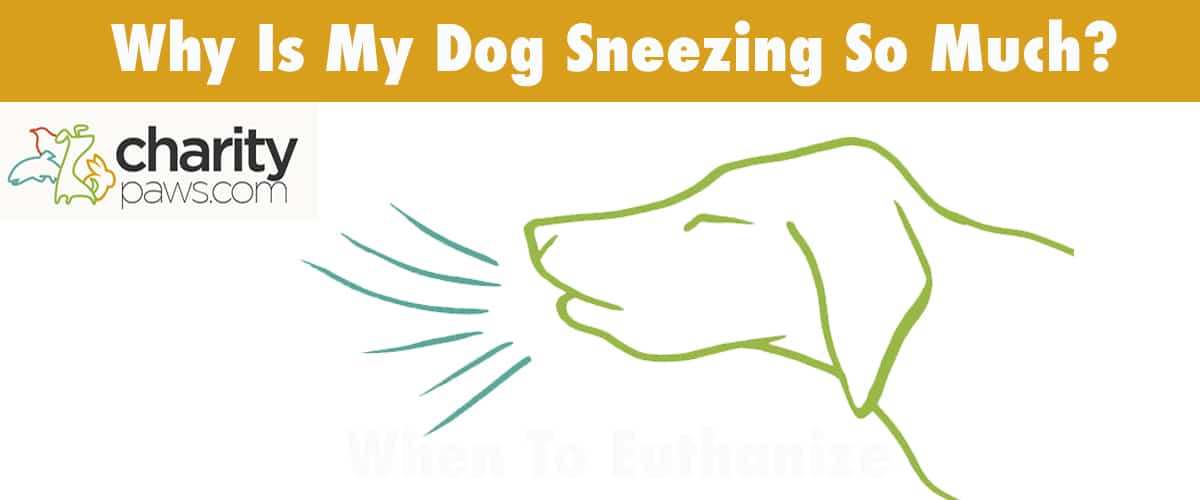 Dog Sneezing