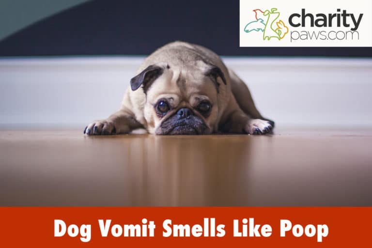 my-dog-s-vomit-smells-like-poop-what-causes-this-poo-smell