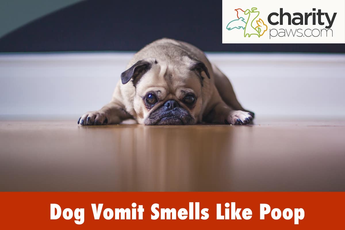 My Dog's Vomit Smells Like Poop - CharityPaws