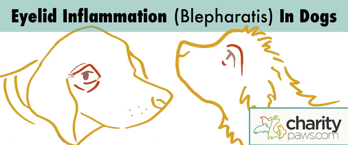Eyelid Inflammation In Dogs