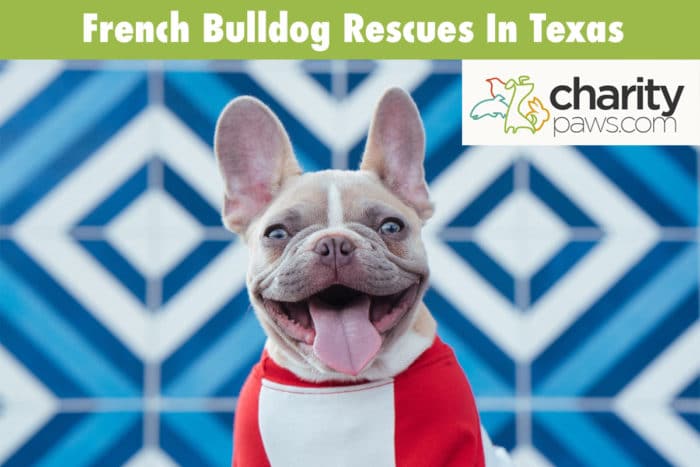 French Bulldog Rescues In Texas
