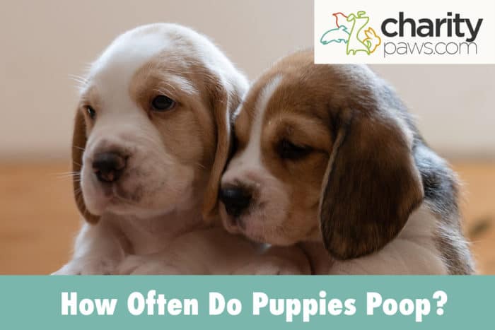 how-often-do-puppies-poop-usually-more-than-adult-dogs