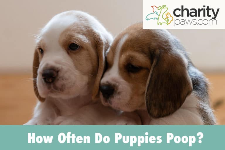 How Often Do Puppies Poop? Usually More Than Adult Dogs