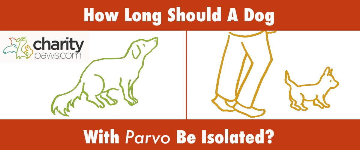 Isolating A Dog With Parvovirus