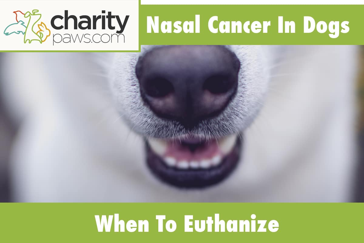 Nasal Cancer In Dogs And When To Euthanize