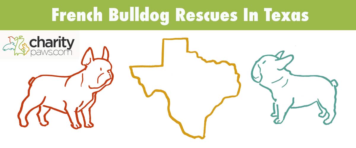 Top 5 French Bulldog Rescues In Texas