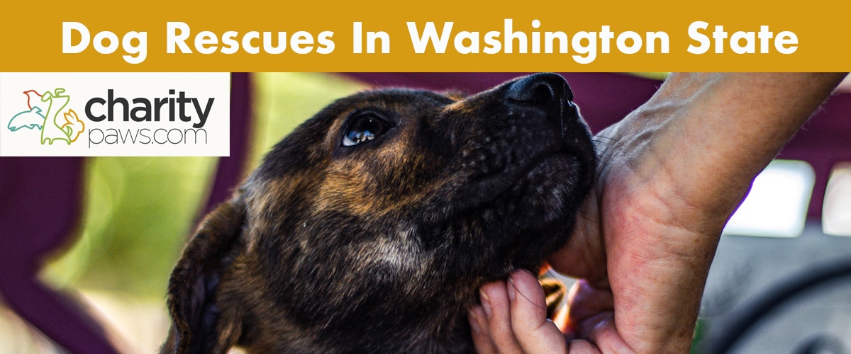 Top Dog Rescues To Choose From In Washington State