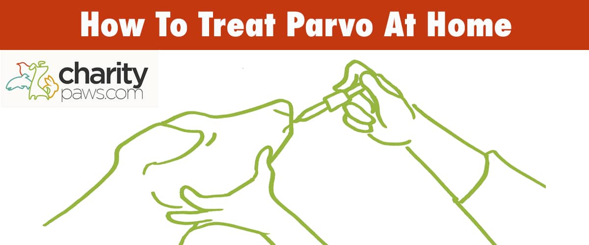 Treating Parvovirus At Home Without A Vet