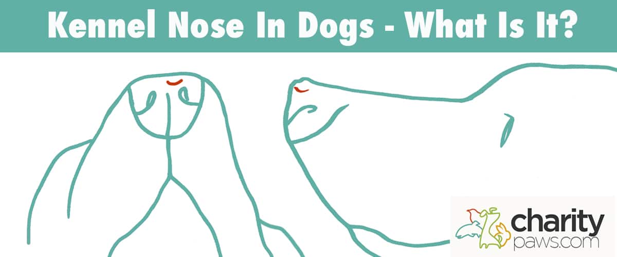 What Is Does Kennel Nose Look Like In Dogs