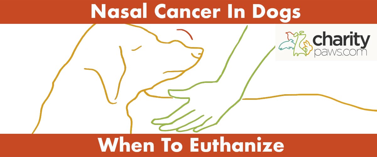 When To Euthanize A Dog With Nasal Cancer