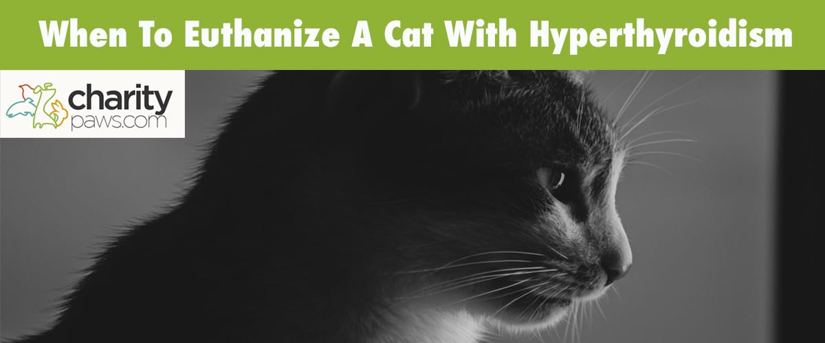 When To Put Down A Cat With Hyperthyroidism