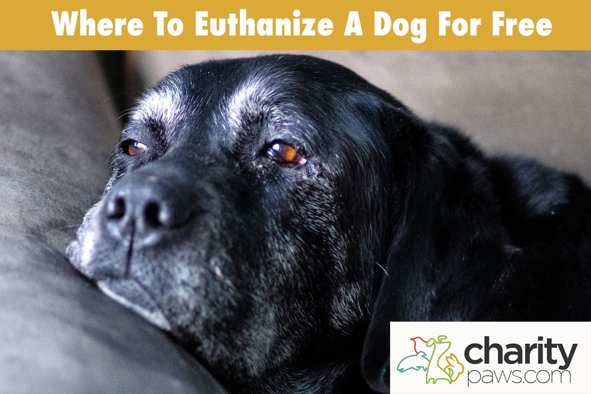 Where To Euthanize A Dog For Free