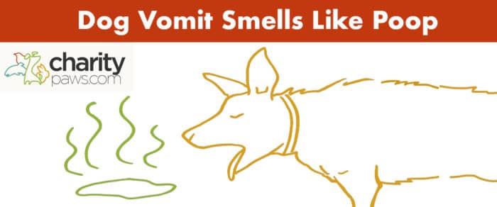 my-dog-s-vomit-smells-like-poop-what-causes-this-poo-smell