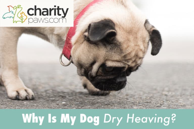 Why Is My Dog Dry Heaving Or Retching? How To Stop This