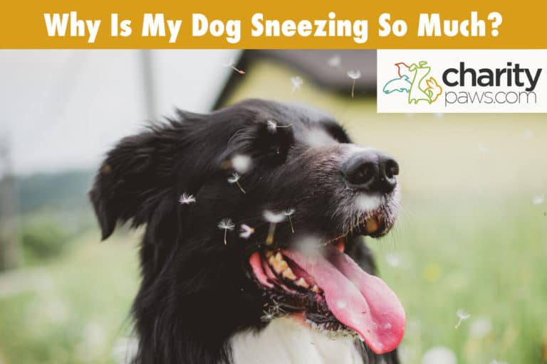 Why Is My Dog Sneezing So Much? 8 Common Reasons