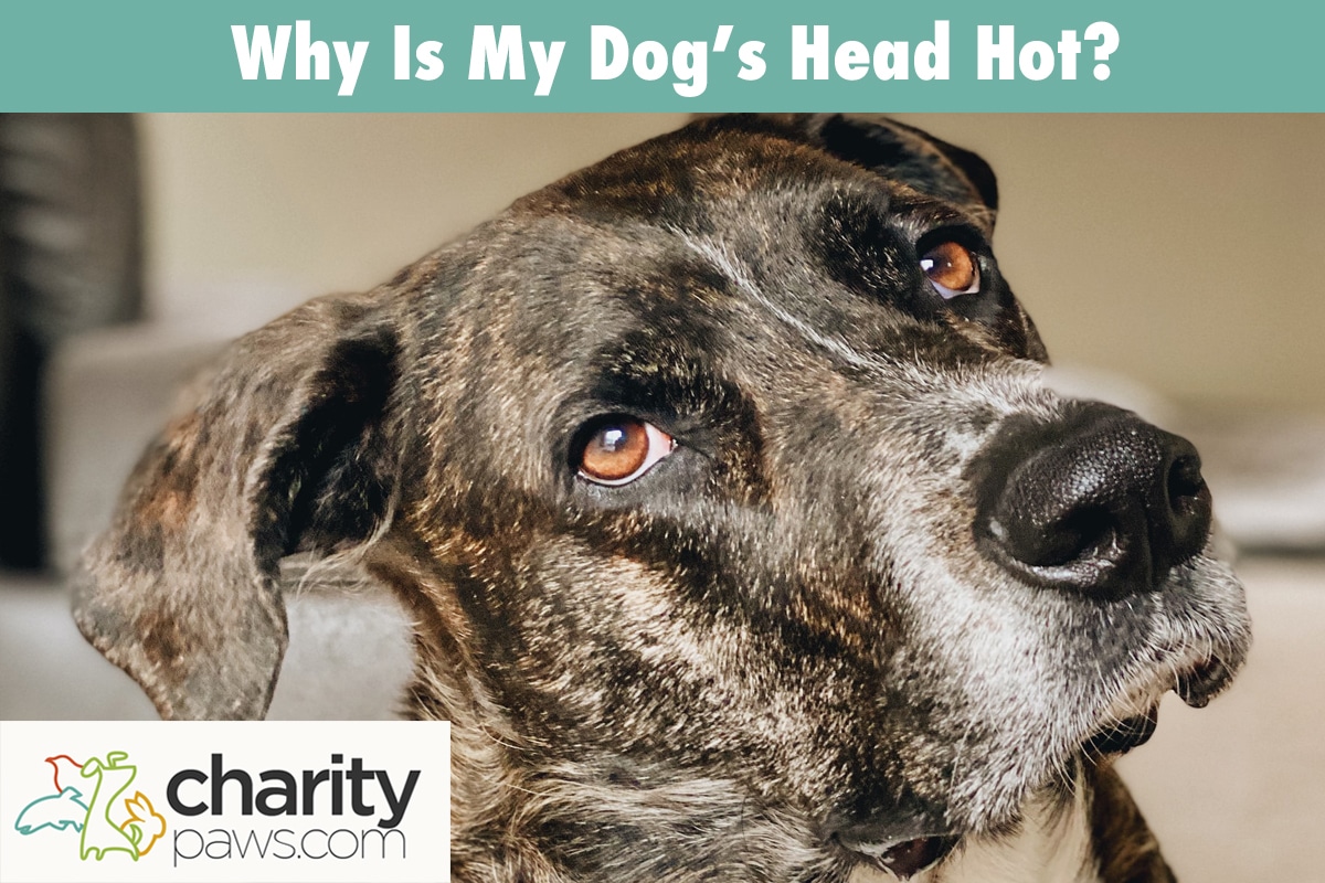 Why Is My Dog's Head Hot? Should You Be Worried About This?