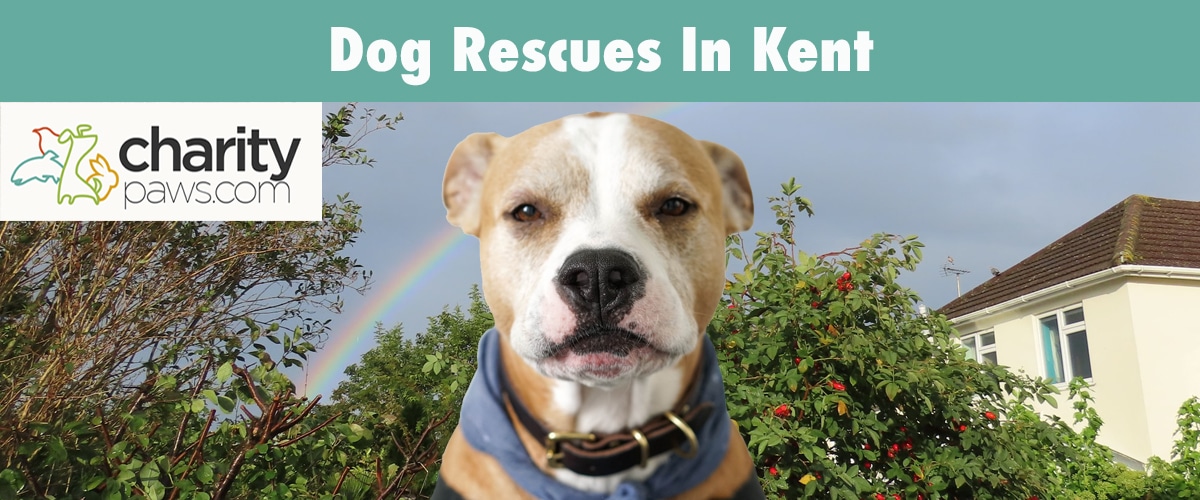Adopt A Dog From A Rescue In Kent UK