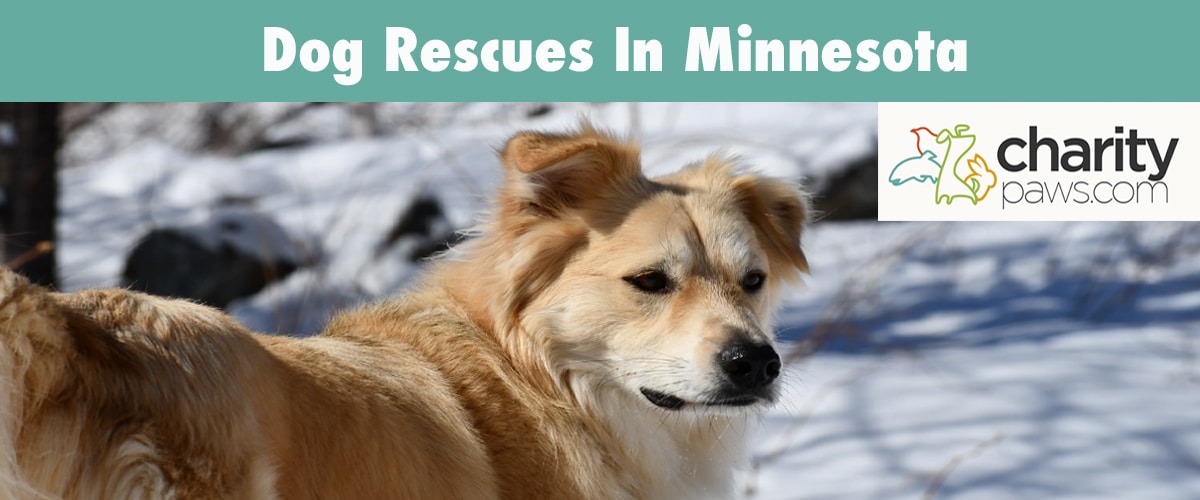 Adopt A Dog From A Rescue In Minnesota
