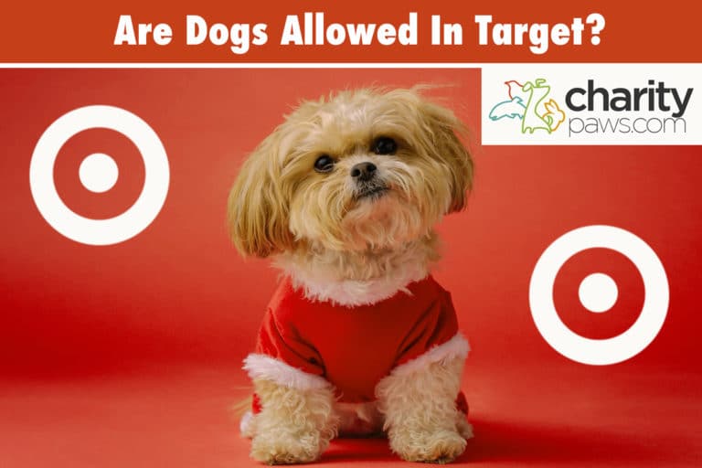 Are Dogs Allowed In Target? Only Service Dogs Are Allowed