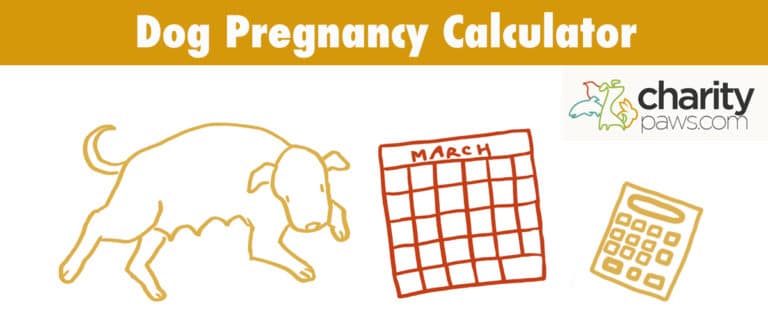 dog-pregnancy-calculator-calculating-your-dog-s-due-date