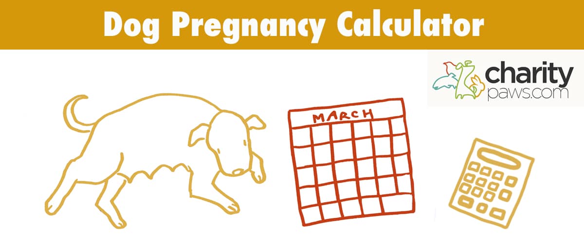 Calculating When Your Pregnant Dog Is Due To Deliver Her Puppies