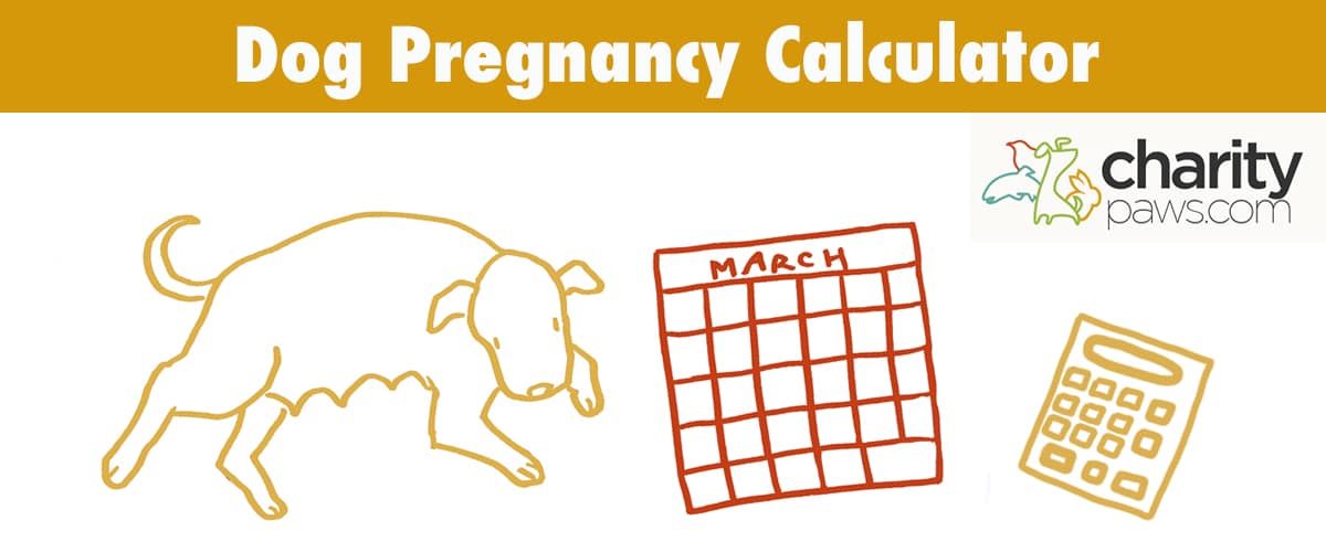 Dog Pregnancy Calculator Calculating Your Dog s Due Date