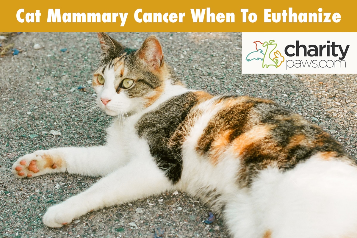 Cat Mammary Cancer When To Euthanize