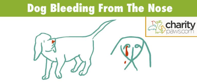 nose-bleeds-in-dogs-why-is-my-dog-bleeding-from-his-nose