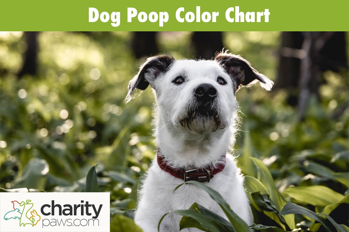 Dog Poop Color Chart And Guide