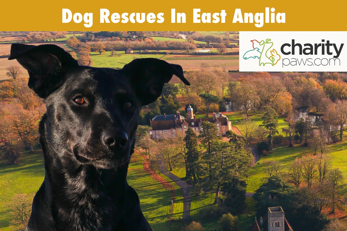 Dog Rescue Centres In East Anglia