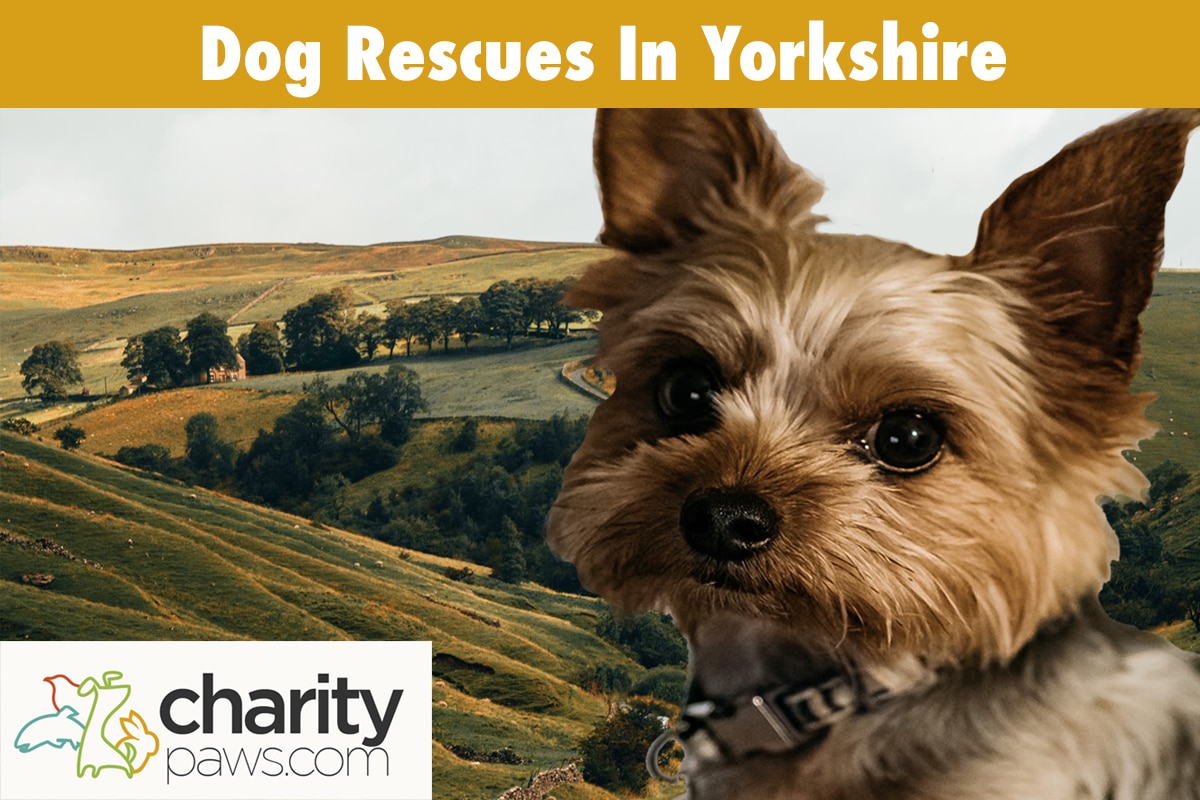 Dog Rescue Centres In Yorkshire