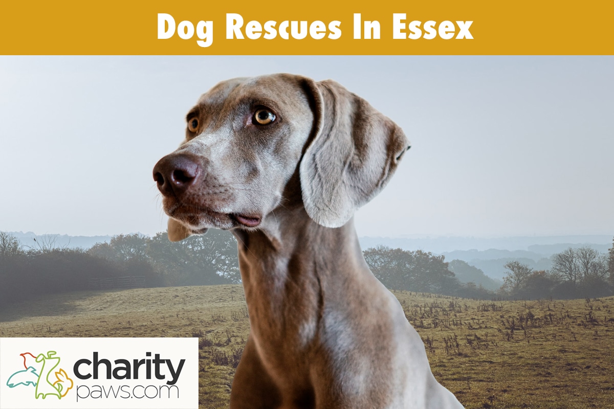 Dog Rescues In Essex