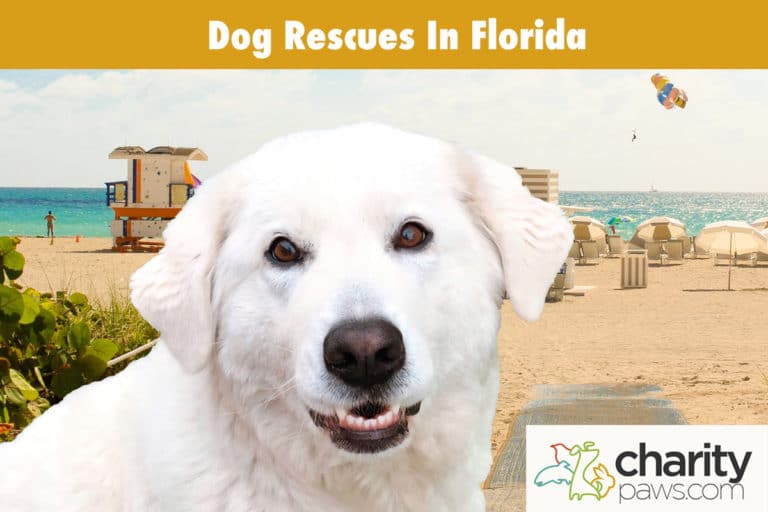 12 Dog Rescues In Florida To Adopt Your Next Dog From