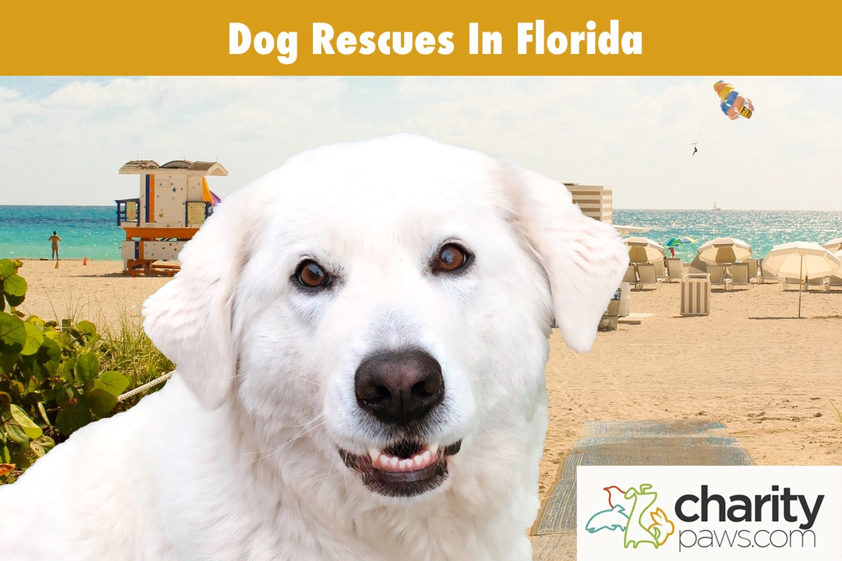 Dog Rescues In Florida