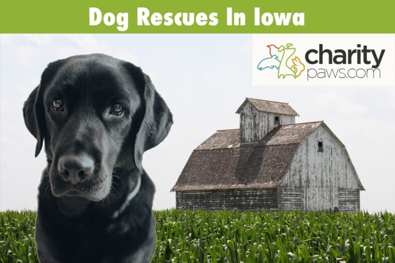 Dog Rescues In Iowa 768x512 