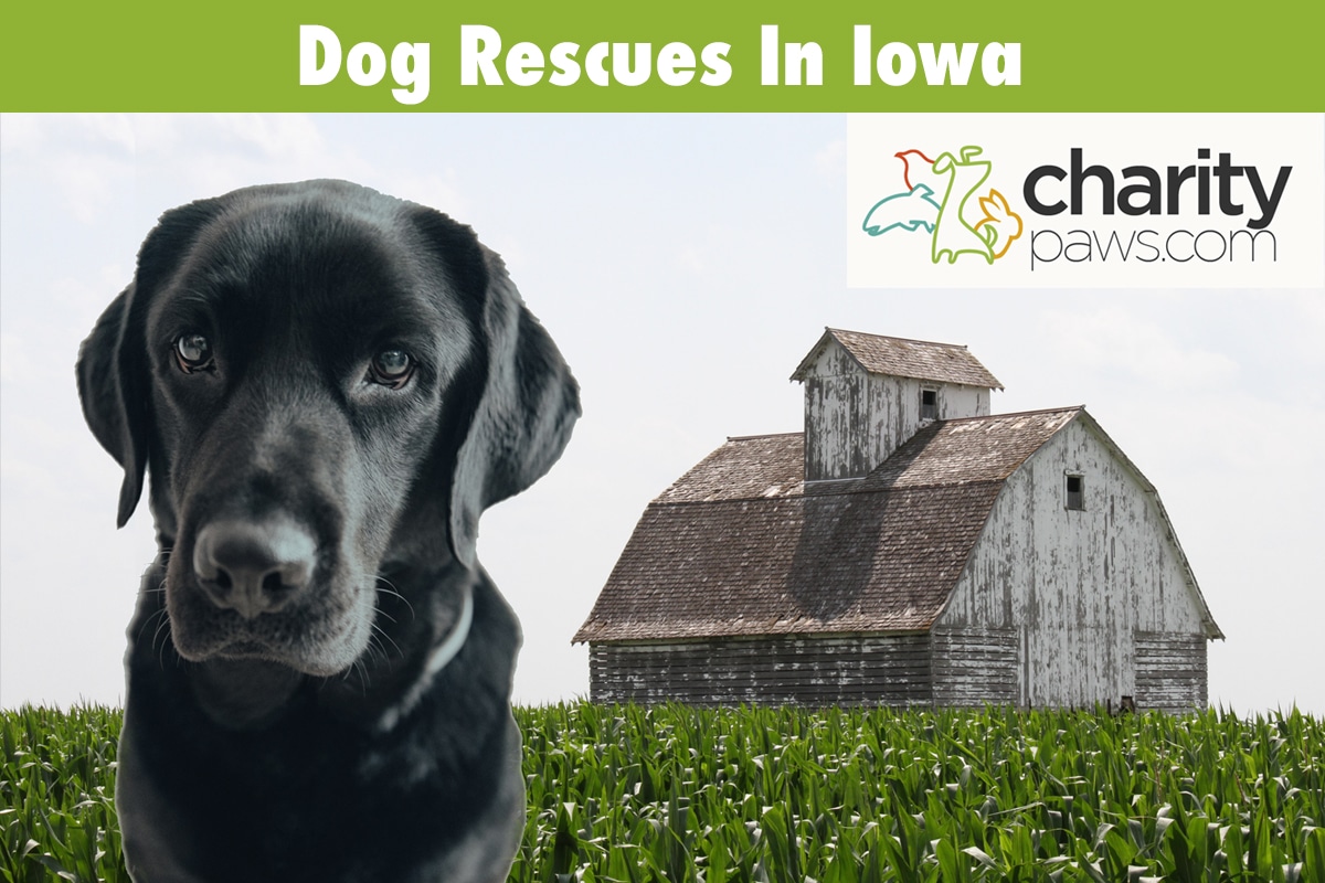Dog Rescues In Iowa
