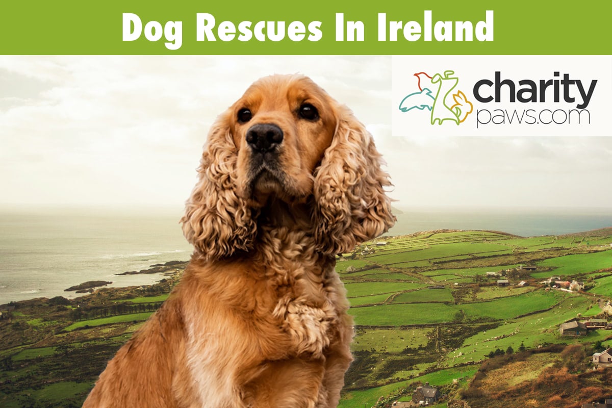 Dog Rescues In Ireland