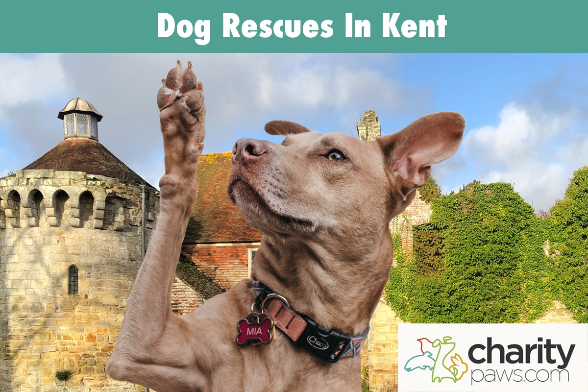 Dog Rescues In Kent UK