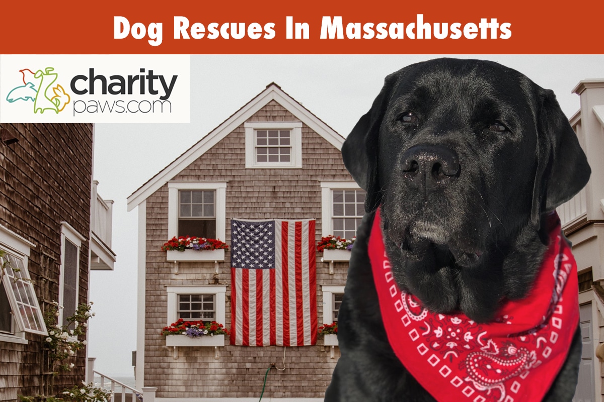 Dog Rescues In Massachusetts