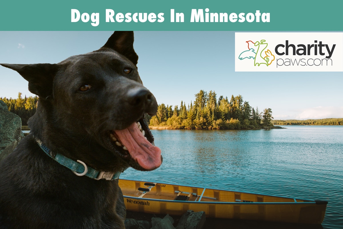 Dog Rescues In Minnesota | 12 Great Rescues To Choose From