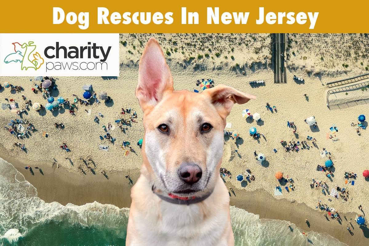 Dog Rescues In New Jersey